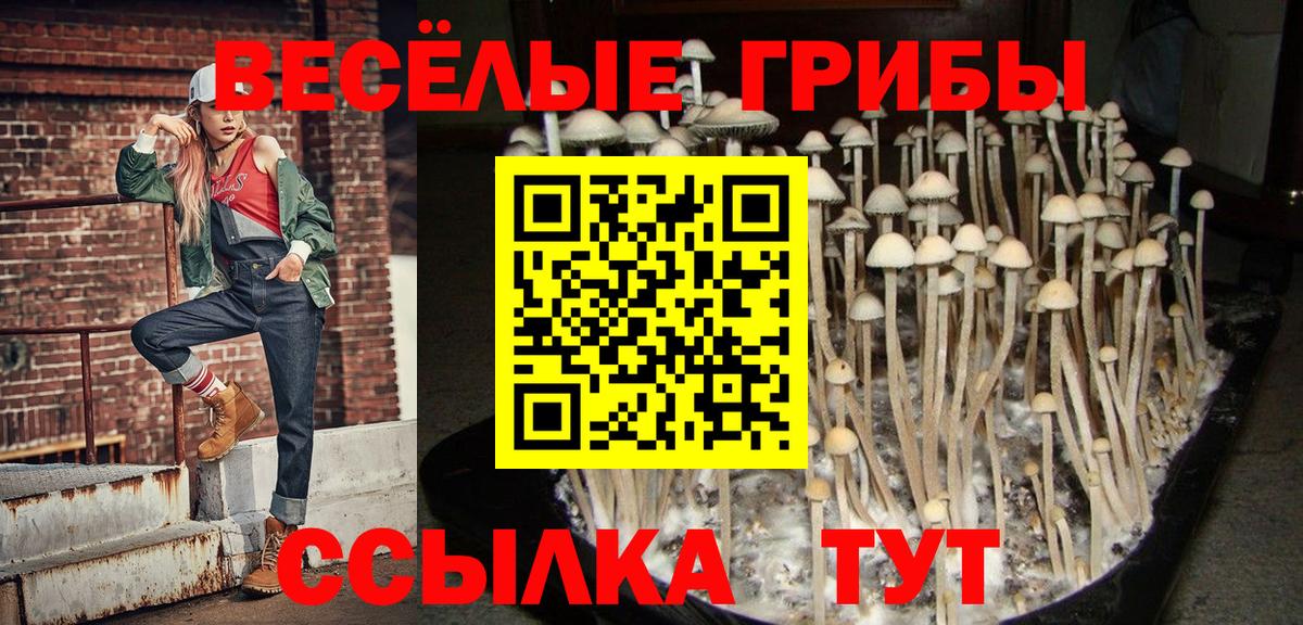 Псилоцибиновые грибы Psilocybine cubensis Дмитров